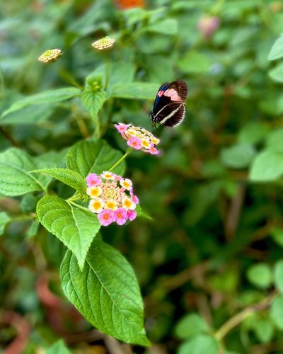 Con flores en las manos